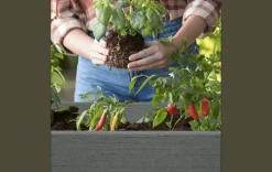 Garden Beds><noscript><img width=