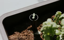 Garden Beds><noscript><img width=