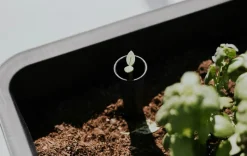 Garden Beds><noscript><img width=