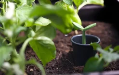 Garden Beds><noscript><img width=